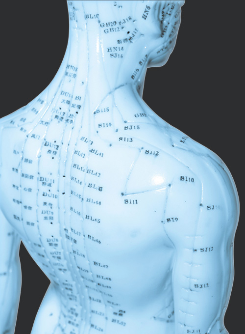 Acupuncture-Model.jpg Acupuncture-Model.jpg