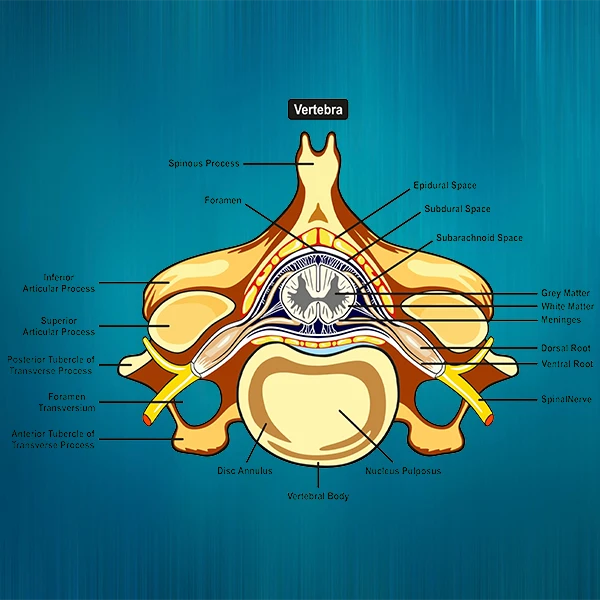 Chiropractic-Training-For-A-Doctor-Moto.webp